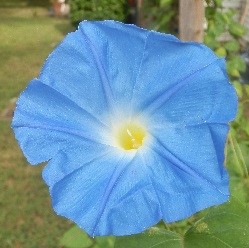 blueflowersq